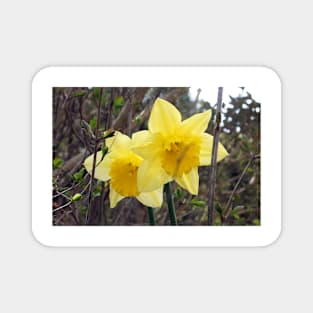 Yellow Daffodils Magnet