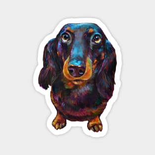 Roxy the Dachshund by Robert Phelps Magnet