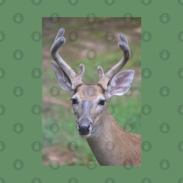 Antler Boy - white tailed deer by SafariByMarisa