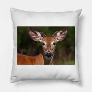 Young spring buck - White-tailed deer Pillow