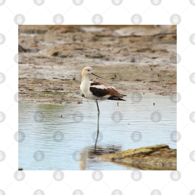 Stunning American Avocet Wading Bird at the Beach by walkswithnature