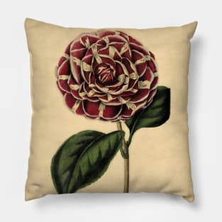 Camellia Archduchess Augusta With Details Pillow