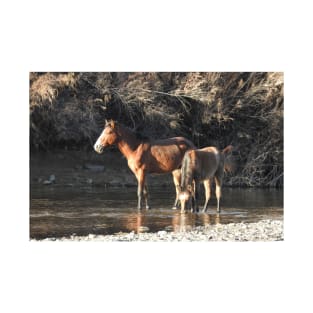 Wild Horses, Salt River, Arizona T-Shirt