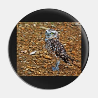 Clint The Burrowing Owl Pin