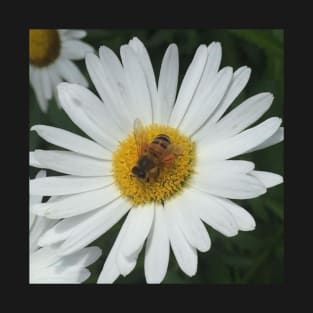 Bee on a Daisy T-Shirt