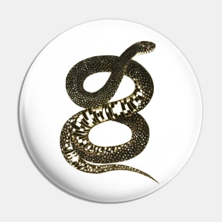 serpent,cobra,reptile,viper,venom,lizard,rattlesnake,king cobra, Pin