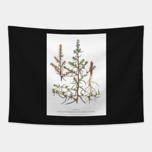 Russian Thistle Tapestry