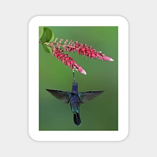 Saberwing Hummingbird - Costa Rica Magnet