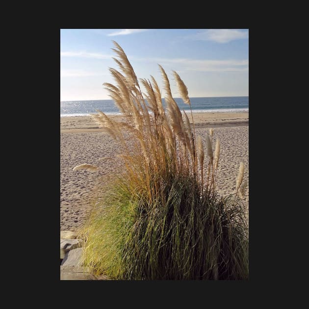 Dana Point Grasses by bobmeyers