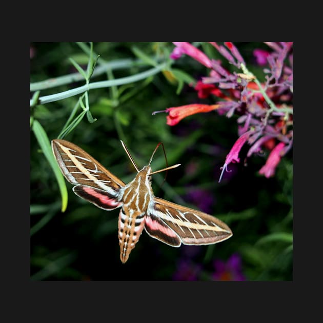 Hummingbird Moth by Scubagirlamy