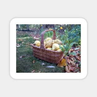 Quinces in the basket Magnet