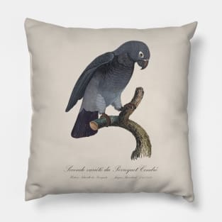 Timneh African Grey Parrot  / Seconde variete du Perroquet Cendre - 19th century Jacques Barraband Illustration Pillow