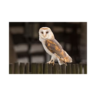 Barn Owl T-Shirt