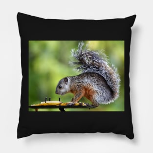 Variegated Squirrel Pillow