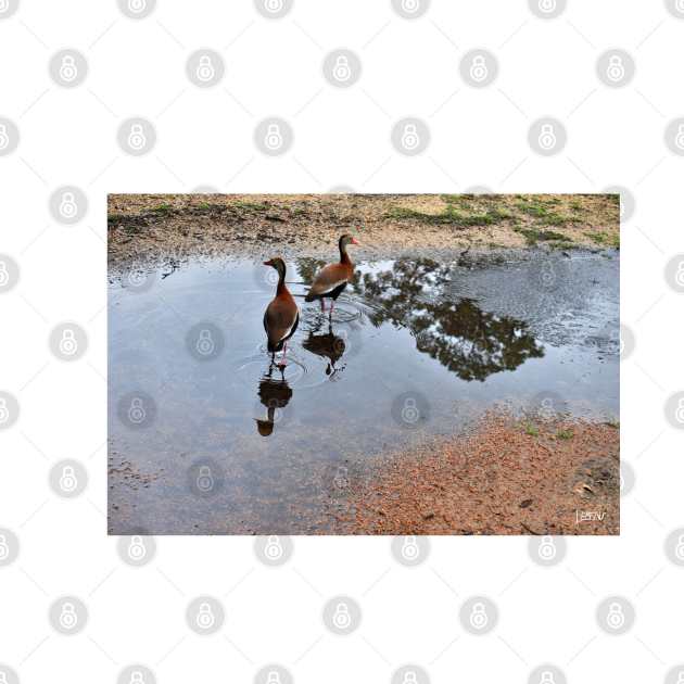 ducks in the park photograph by jorge_lebeau