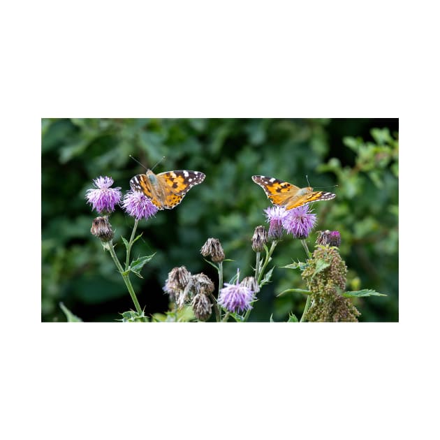 Painted Lady Butterfly in sunshine by Violaman