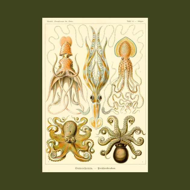 Squid and Octopus Gamochonia by Ernst Haeckel by MasterpieceCafe