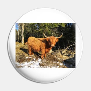 Scottish Highland Cattle Cow 2319 Pin