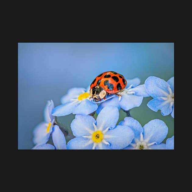 Ladybird on Forget-me-not by TonyNorth