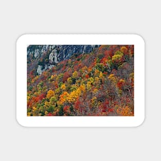 Foliage - Lake Willoughby, Vermont Magnet