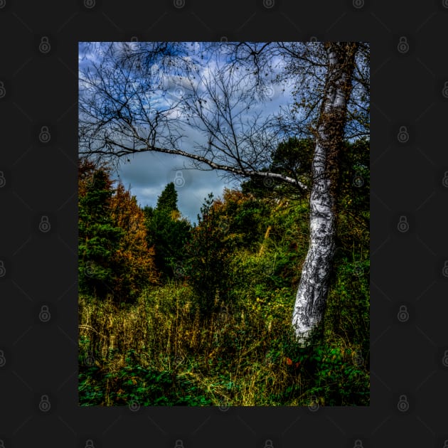 Autumnal Silver Birch by axp7884