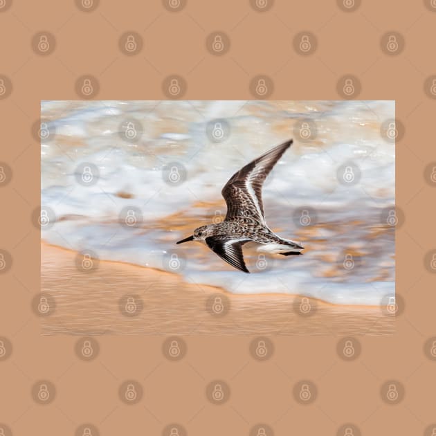 Sandpiper over the seashore flying by Jevaz