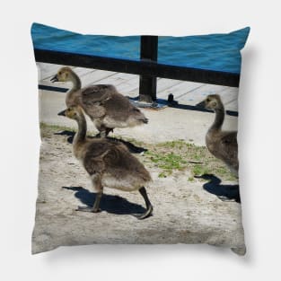 A Family Of Canada Goose Goslings Pillow