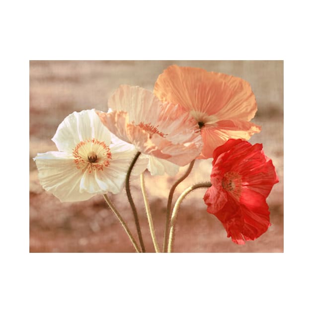 Poppies in Red, White & Peach by micklyn