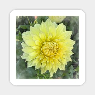 Dahlia Bloom Of Soft Yellow Magnet