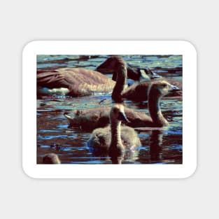 Baby Geese Magnet