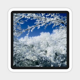 Beautiful Frosty Snow Covered Trees Magnet