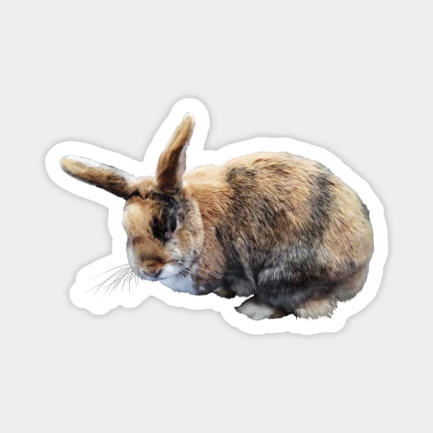 Brown and Tan Rabbit Magnet by SusanSavad