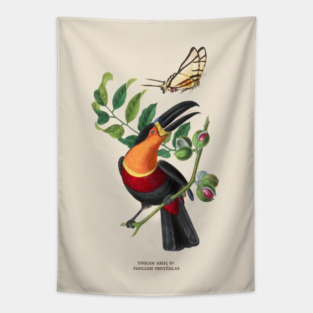 Toucan and Butterfly Antique Naturalist Illustration Tapestry by Antiquated Art