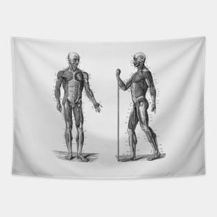 Dual View Human Muscle System - Vintage Anatomy Tapestry