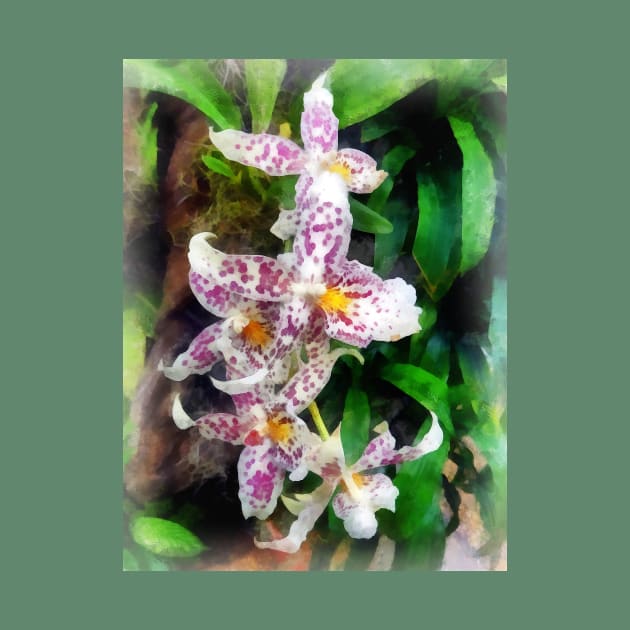 Elegant Beallara Orchid by SusanSavad