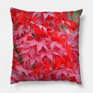 Maple Tree / Swiss Artwork Photography Pillow