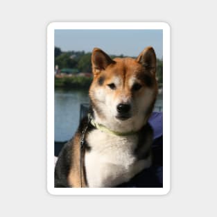 shiba inu 1 Magnet