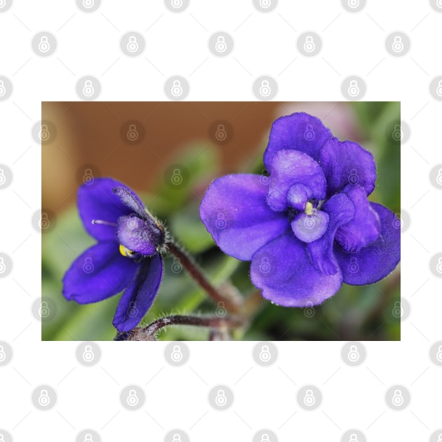 Miniature African Violet by ztrnorge