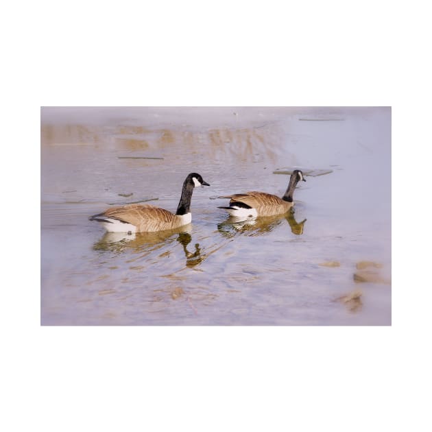 Canada Geese in Winter by srosu