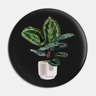 Calathea medallion plant Pin