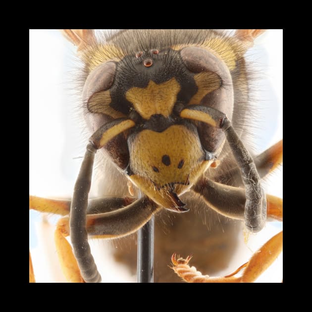 Prairie Yellowjacket -Vespula atropilosa by Rosettemusicandguitar