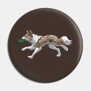 Running Red lilac Merle Border Collie with Frisbee Pin