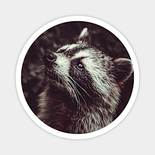 Beautiful Raccoon Photograph Magnet