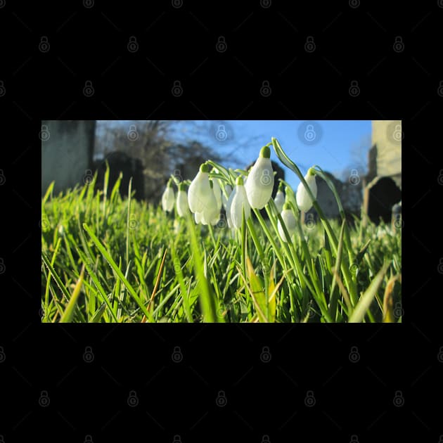 Churchyard Snowdrops in the Sunshine by Natural Distractions