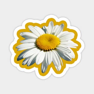 Stunning White Marguerite Daisy Vector Cut Out Magnet