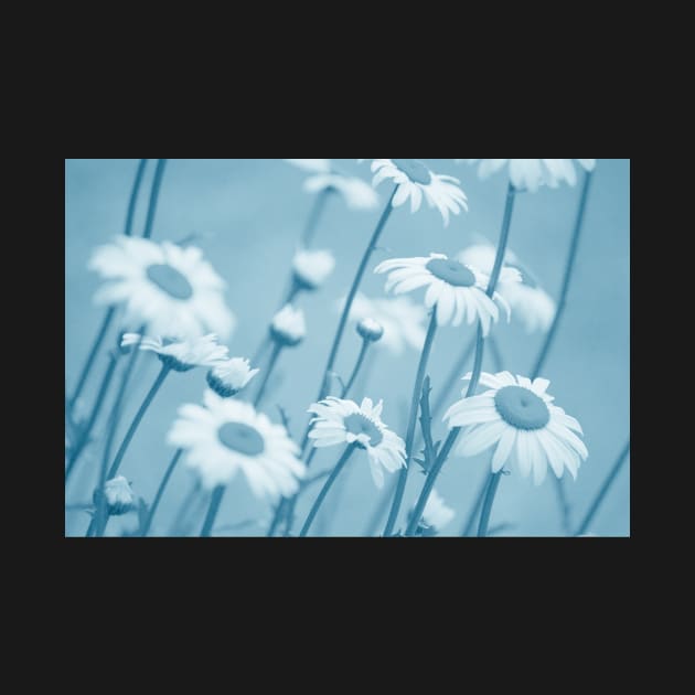 Daisies in Blue #2 by LaurieMinor