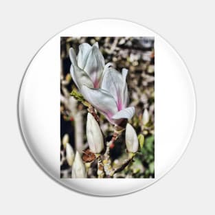 Majestic Magnolia in bloom Pin