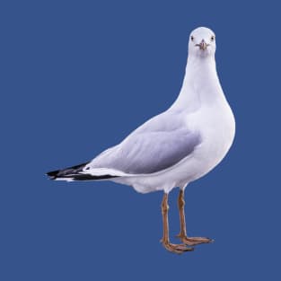 Pier Gaze: Seagull Looking Straight at You T-Shirt