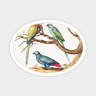 African Gray Parrot, Indian Ring-Necked Parrot, and a Third Parrot (1575–1580) Magnet