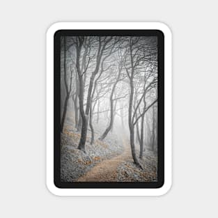 Misty trees in a wood with a path Magnet